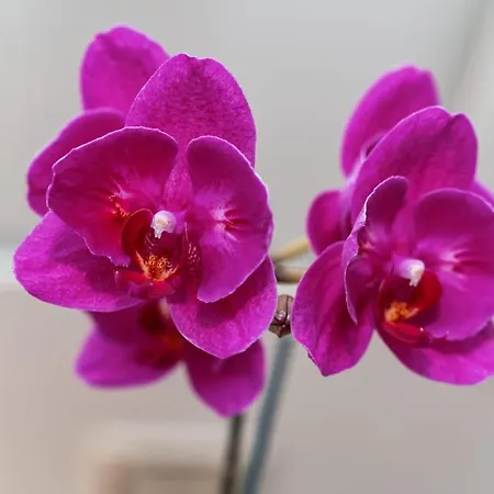 Quinta Do Charco 別荘