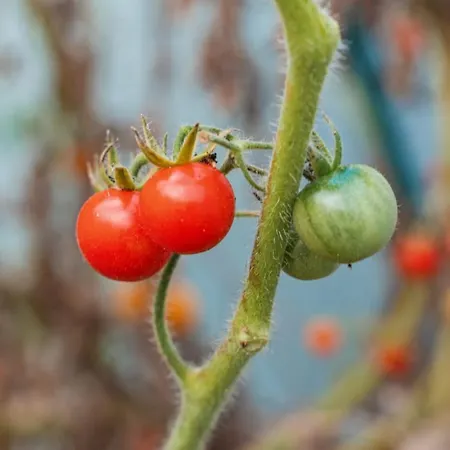 別荘 Quinta Do Charco