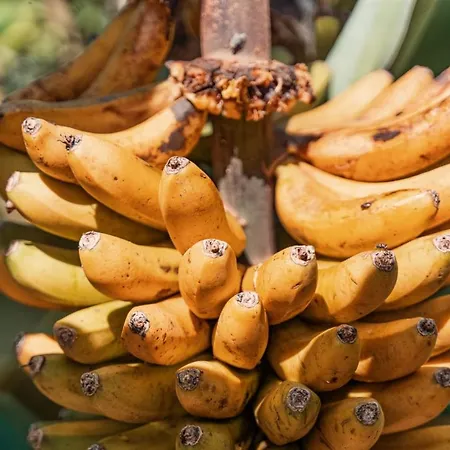 Quinta Do Charco Holiday home *