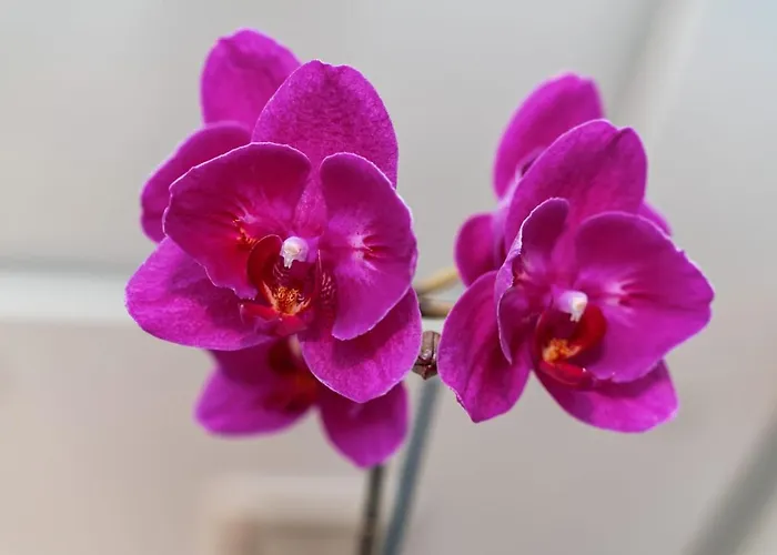 Quinta Do Charco Dom wakacyjny