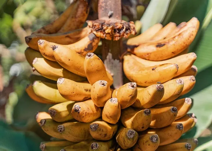 Quinta Do Charco Dom wakacyjny *