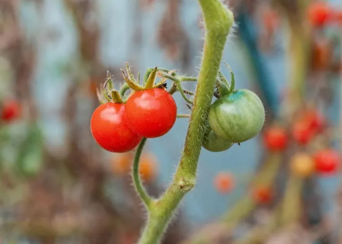 Dom wakacyjny Quinta Do Charco